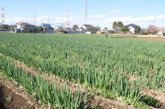 ねぎ嫌いの人にこそ、食べてもらいたい！関田農園の長ねぎ